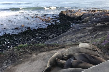 「サボテン・アシカ・地ビール！サンディエイゴを走ってみた」の画像