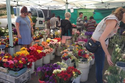 「サボテン・アシカ・地ビール！サンディエイゴを走ってみた」の画像