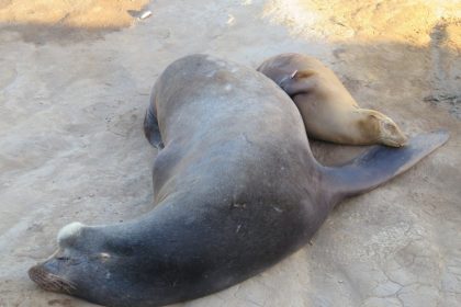 「サボテン・アシカ・地ビール！サンディエイゴを走ってみた」の画像