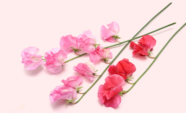 「ニューバランスが「名古屋ウィメンズマラソン 2026」マラソンEXPO会場限定モデルの『Fresh Foam X 860 v15』を発売！」の画像