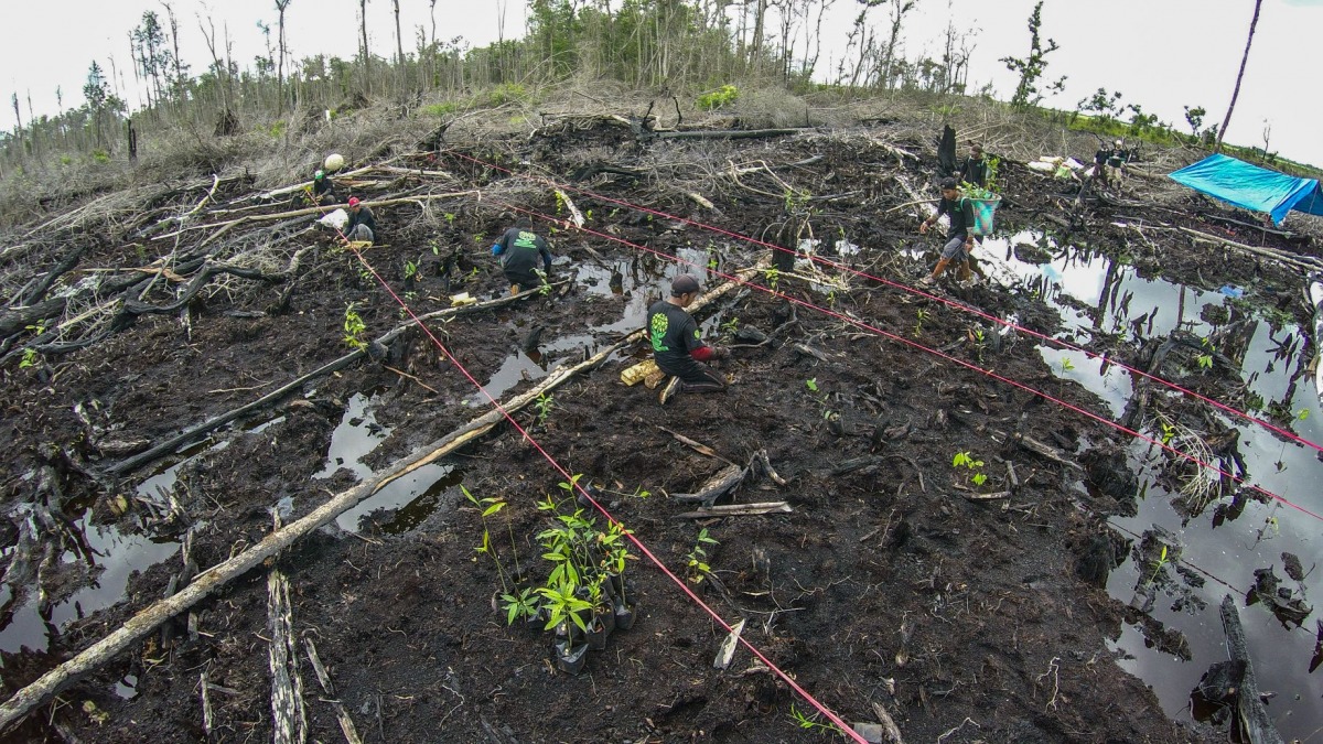 「5km走ると1本の植樹につながる？アシックス『Run for Reforestation Challenge 2026』実施へ」の画像